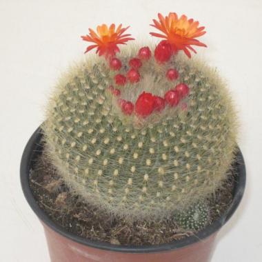 Brasilicactus haselbergii